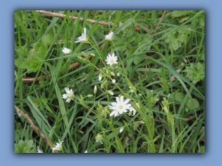 Greater Stitchwort. Hetton Bogs 2.jpg